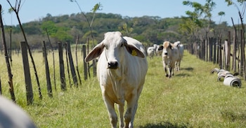 El Servicio Nacional de Salud