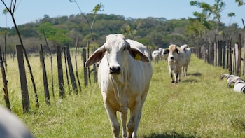 Costa Rica alerta sobre brote
