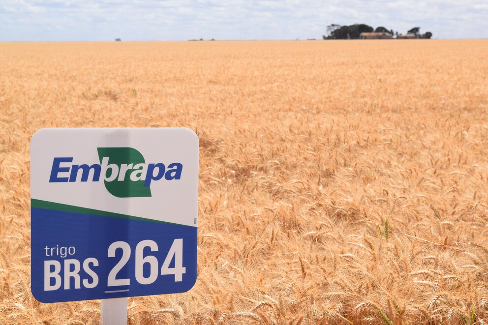 El trigo argentino gana terreno en Brasil, pero los precios locales siguen sin despegar