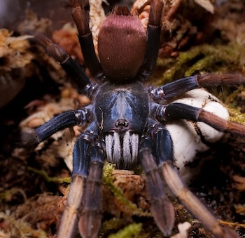 La fragmentación del hábitat y