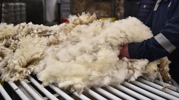 La lana argentina vuelve a tejer negocios en el mundo