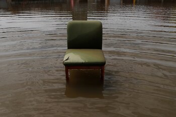 Un pequeño lagarto en una