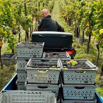 Holly en momento de recoger