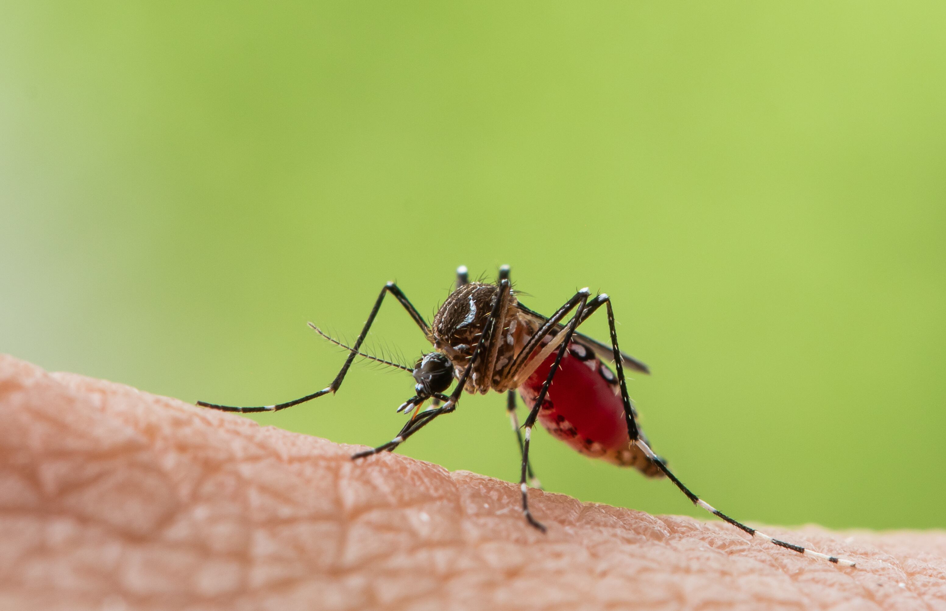 Un mosquito tigre (AdobeStock)
