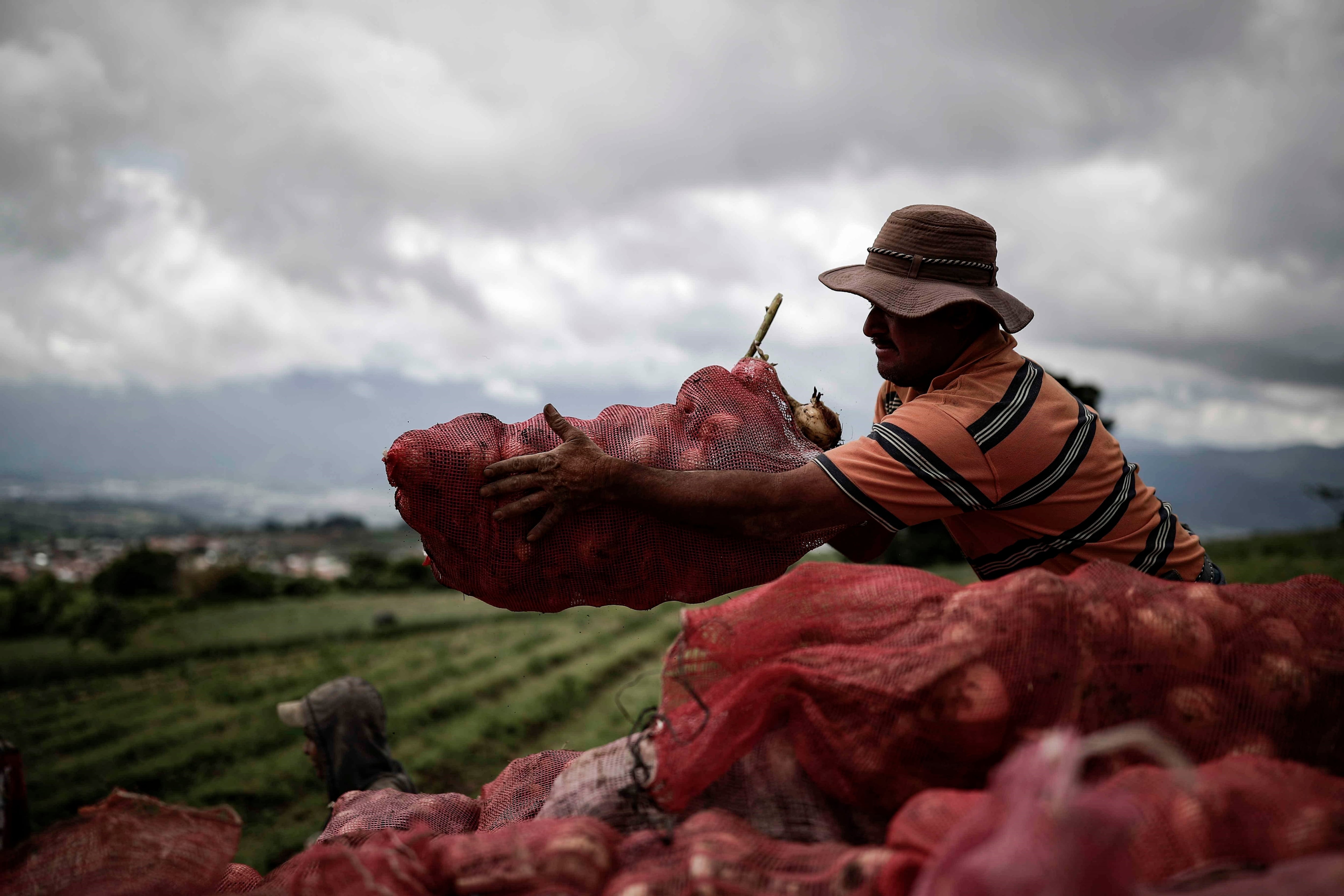 La Encuesta Nacional Agropecuaria 2024 refleja una fuerte reducción en cultivos como papa y zanahoria. EFE/Jeffrey Arguedas