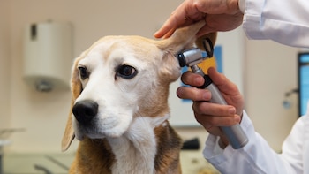 Close-up de um cachorro cinza e marrom com um otoscópio inserido na orelha. Duas mãos de uma pessoa de branco estão segurando o dispositivo