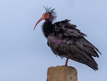 Ejemplar de ibis eremita. (Attila Steiner/iNaturalist CC BY-NC 4.0)