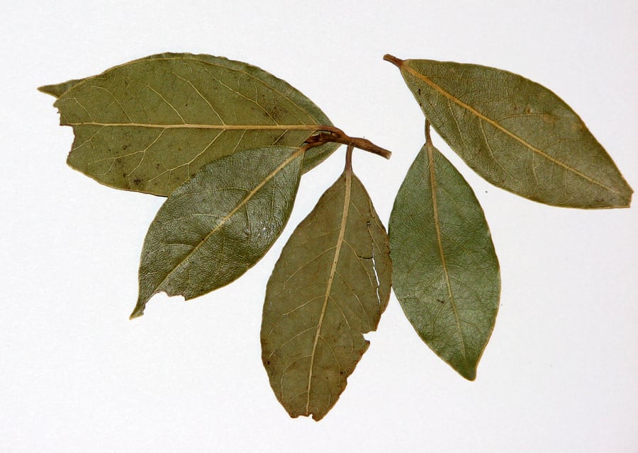 Cómo preparar té de laurelFoto: Wikimedia