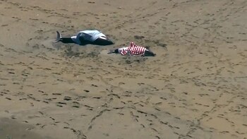 Durante el rescate, 13 delfines