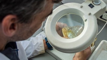 Científicos del Conicet identificaron 49 especies de peces en el Río de la Plata: qué factores determinan su presencia