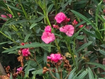 La misma toma con zoom