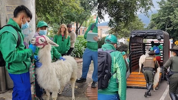 La llama fue analizada y