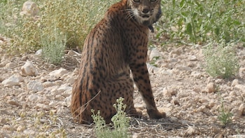 La Comunidad liberará 8 nuevos