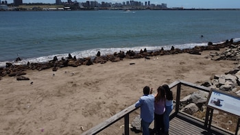 Los Lobos Marinos son uno