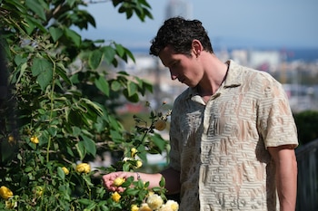 Un hombre de cabello oscuro con camisa estampada y arete dorado inspecciona rosas amarillas en un arbusto de hojas verdes bajo el sol