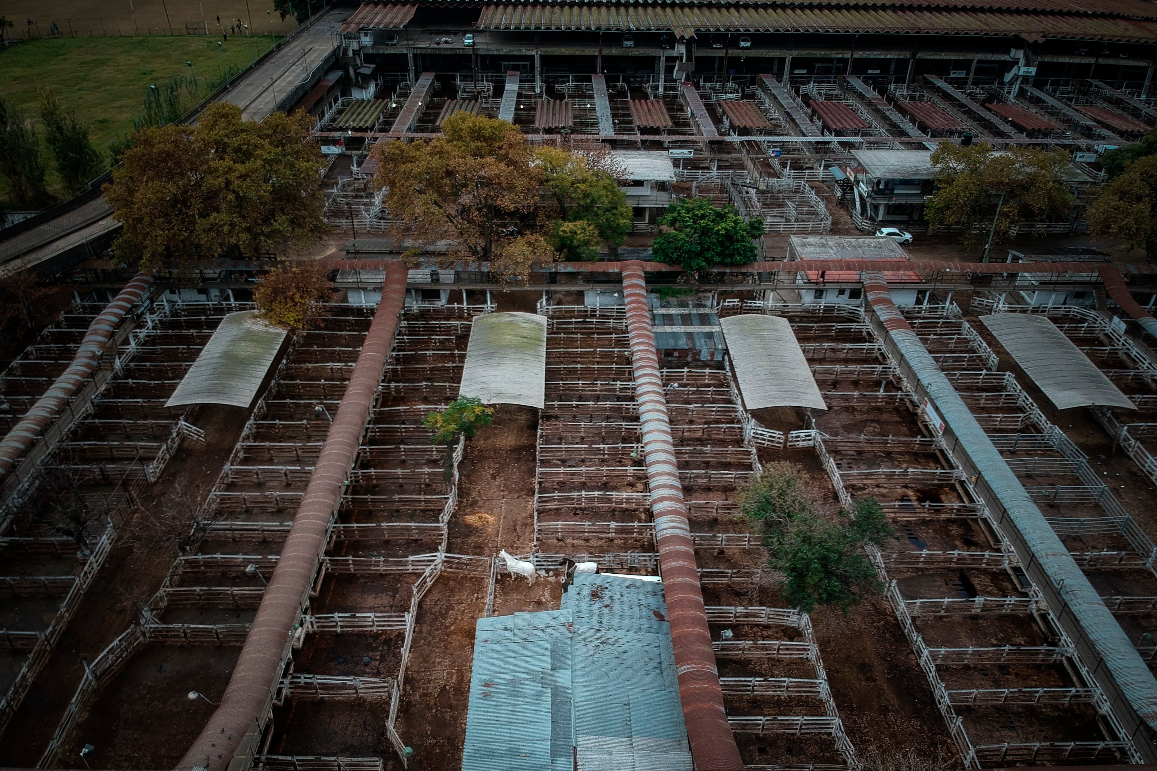 El Mercado de Hacienda de Liniers se trasladó a La Matanza (EFE/ Juan Ignacio Roncoroni)