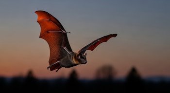 Las autoridades recomiendan evitar el