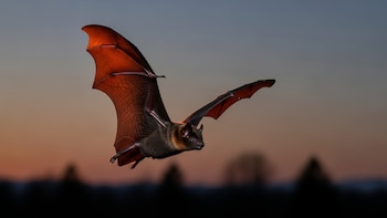 Un murciélago robot brindó pistas