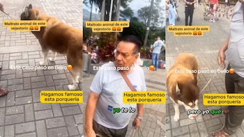 El caso en Bello reavivó el debate sobre el maltrato animal y la responsabilidad de los dueños - crédito @PlataformaALTO / X