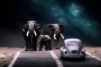 Elefantes avanzando por una carretera,