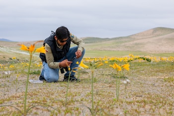 Atacama con flores por lluvias