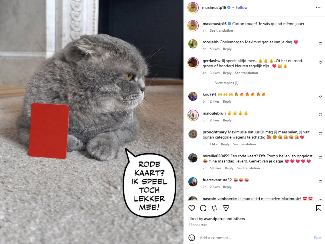 “¿Tarjeta roja? Voy a jugar de todos modos”: el posteo del gato Maximus en referencia al caso Balogun. (Captura de pantalla/Instagram Maximus Textoris Pulcher/@maximustp16)
