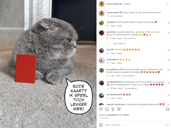“¿Tarjeta roja? Voy a jugar de todos modos”: el posteo del gato Maximus en referencia al caso Balogun. (Captura de pantalla/Instagram Maximus Textoris Pulcher/@maximustp16)