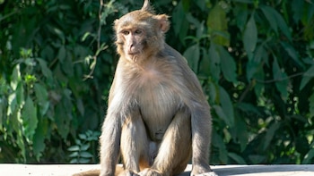 La técnica la han desarrollado para tratar la indigestión de la comida basura que les dan los turistas