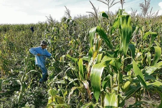El fenómeno de El Niño amenaza con provocar sequías y pérdidas en cultivos de maíz y frijol (Foto: Archivo)