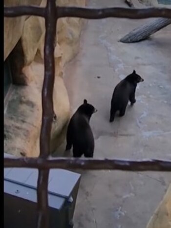 PETA ha documentado el cautiverio