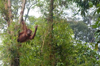ARCHIVO - Un orangután trepa