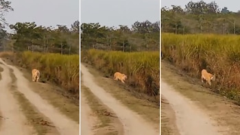 Investigadores alertan sobre endogamia en