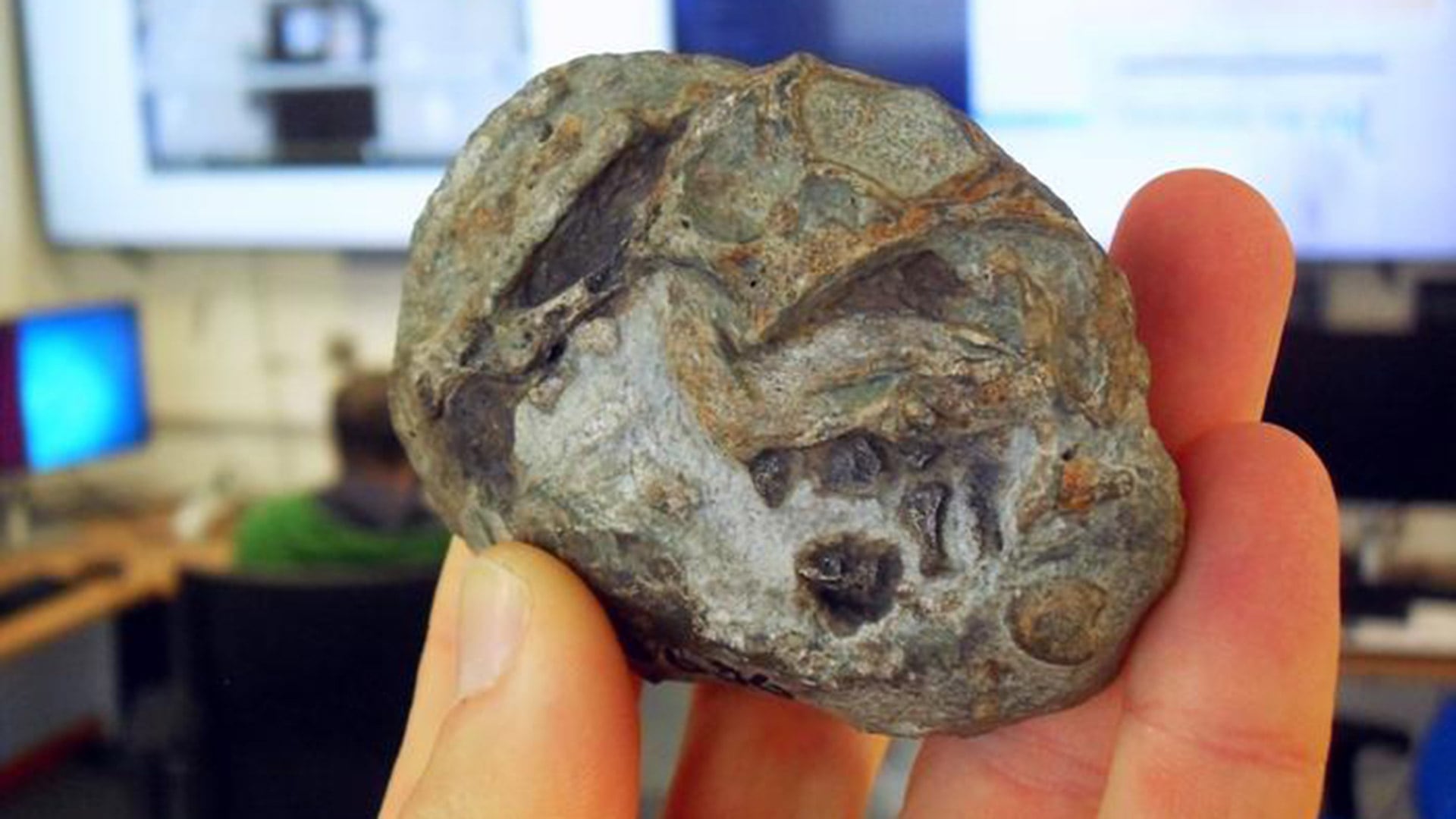 El descubrimiento confirma que Lystrosaurus, un terápsido resistente, ponía huevos de cáscara blanda tras la extinción masiva del Pérmico (Profesor Julien Benoit)