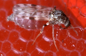Los culicoides miden entre 1 y 3 milímetros y son considerados los principales vectores del virus Shamonda, que afecta sobre todo a bovinos y otros animales de producción (Infobae)