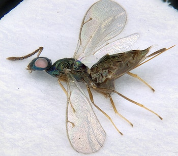 Insecto Pteromalidae de cuerpo oscuro, alas membranosas transparentes, seis patas delgadas, cabeza con grandes ojos rosados y antenas segmentadas, sobre fondo blanco