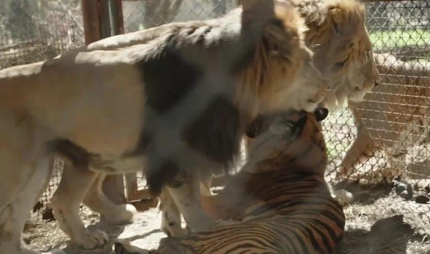 FOUR PAWS International organiza un operativo internacional para trasladar a los felinos del ex zoo de Luján con escalas en Chile, Alemania y Holanda (Infobae en Vivo)