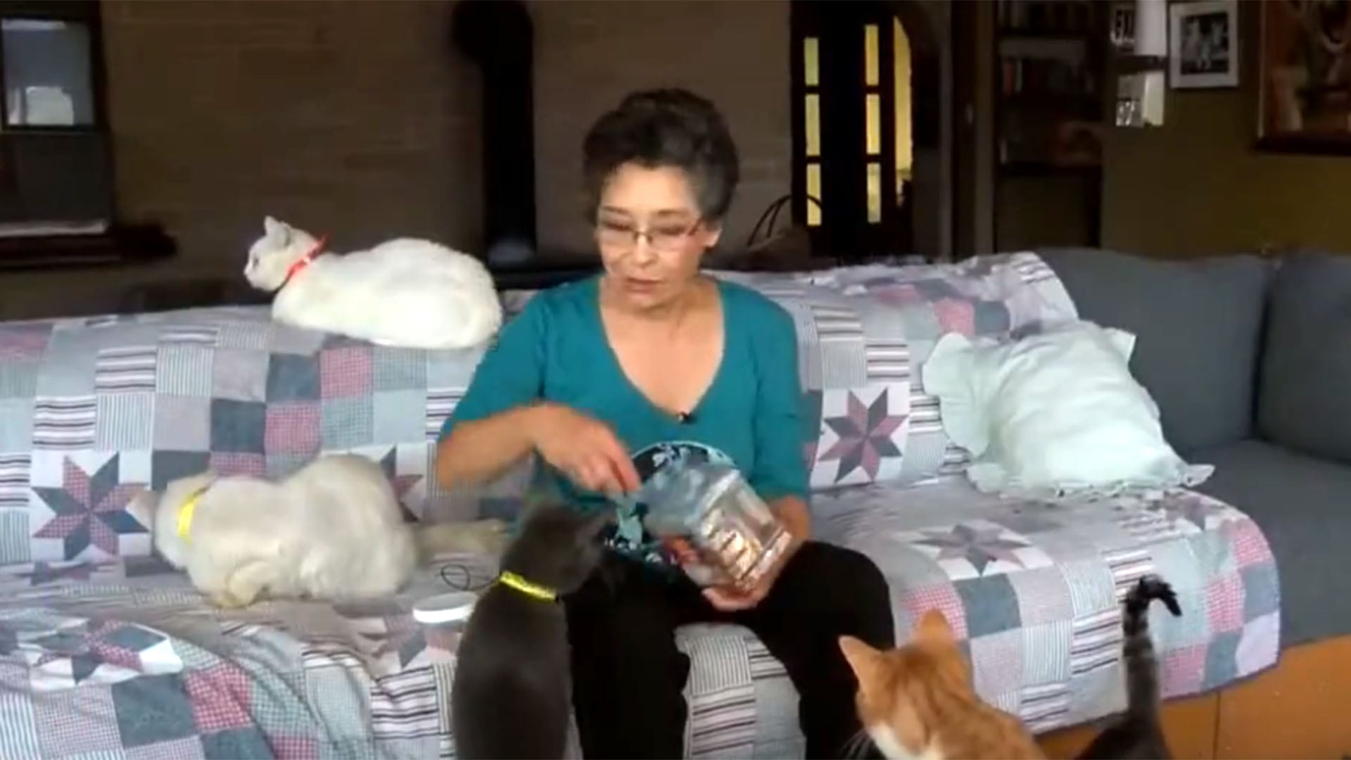 Lynea Lattanzio dirige un espacio con cientos de felinos y convierte el cuidado animal en un proyecto de vida