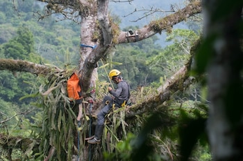 Hombre con casco amarillo y equipo de seguridad sentado en la rama de un árbol con mochila naranja y vegetación densa de fondo