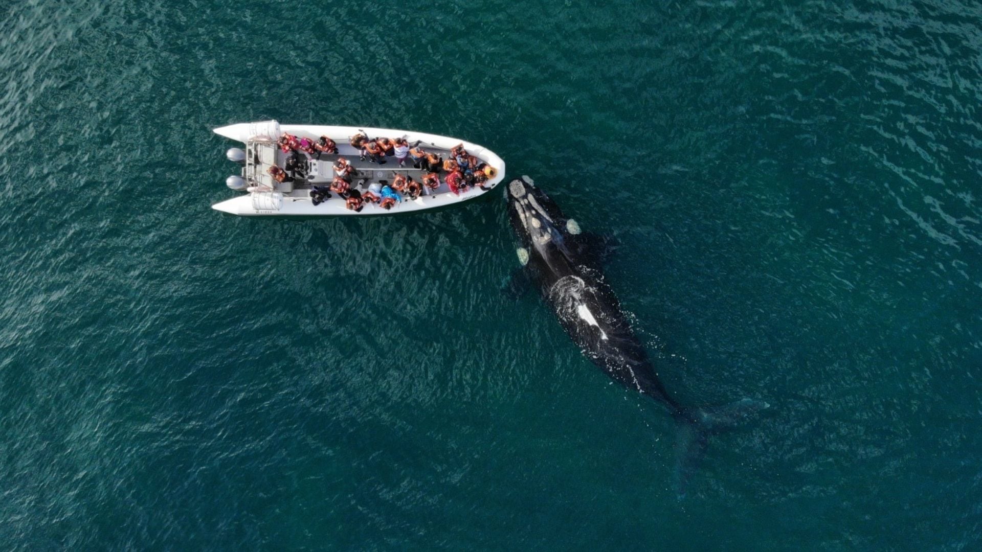 Las excursiones embarcadas permiten recorrer las aguas del litoral atlántico rionegrino y observar distintas especies en su hábitat natural (Río Negro)