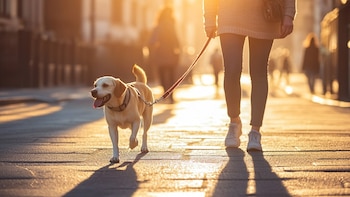Paseaba a su perro, se fracturó al caer en la vereda y demandó: 25 años después perdió y deberá pagar los gastos judiciales