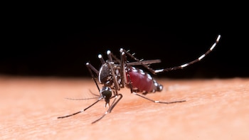 Las 3 plantas que debes tener en tu casa para que no entren mosquitos, arañas y otros insectos