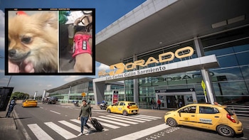 Pareja que abandonó a dos perros en el aeropuero El Dorado aseguró que no quiere recuperarlos: prefieren que les apliquen la eutanasia antes que recuperarlos