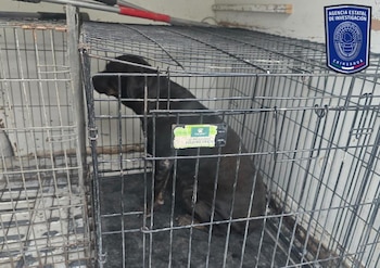 Autoridades rescatan más de 500