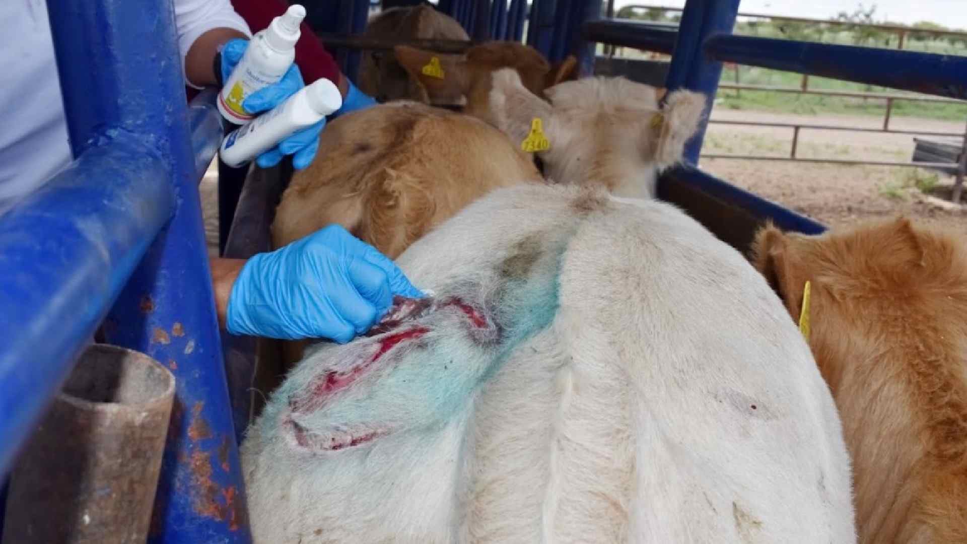 Personal veterinario atiende a ganado infectado con gusano barrenador.
Crédito: X/ @QuadratinMexico