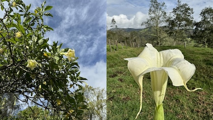 Qué es la burundanga, flor conocida como ‘droga zombie’ y que es considerada como la ‘más peligrosa del mundo’