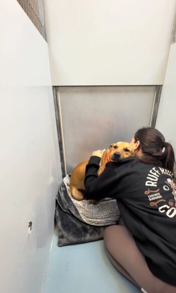 Koko, un perro de un