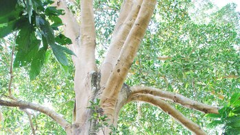 El Ficus insipida es un