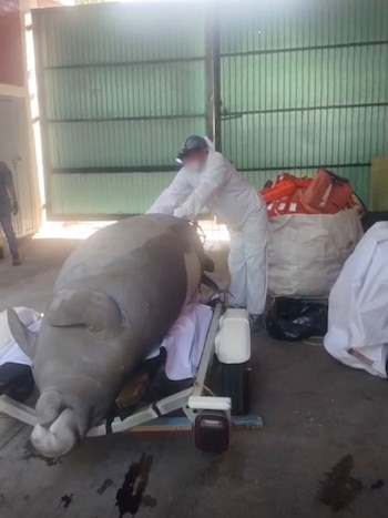 El estudio reveló la presencia de ruptura de costillas ocasionada por un impacto físico, lo que permitió establecer una causa probable de muerte para el ejemplar.