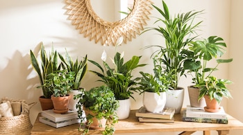 Varias plantas verdes en macetas de cerámica y plástico, libros apilados, un espejo de mimbre circular en la pared y una cesta tejida.