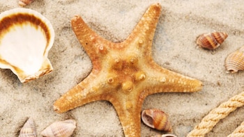 La sustracción de productos marinos